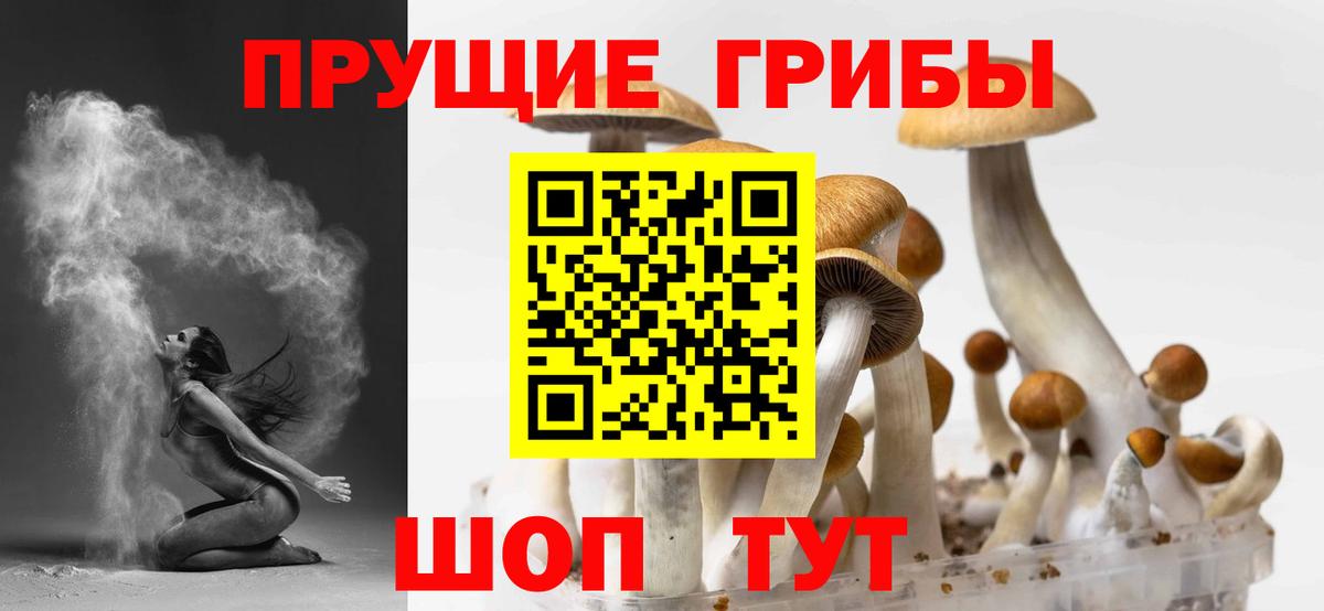 Северобайкальск  Галлюциногенные грибы Psilocybe  Вход с VPN 